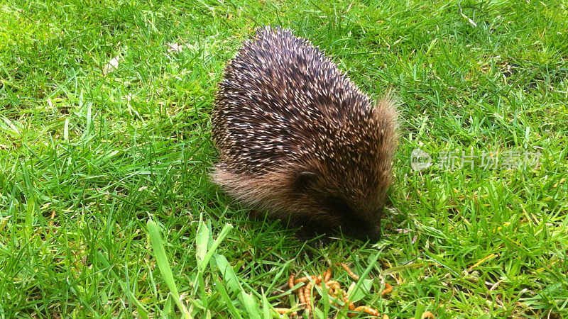 白天在草坪上的野生刺猬形象(Erinaceus europaeus)